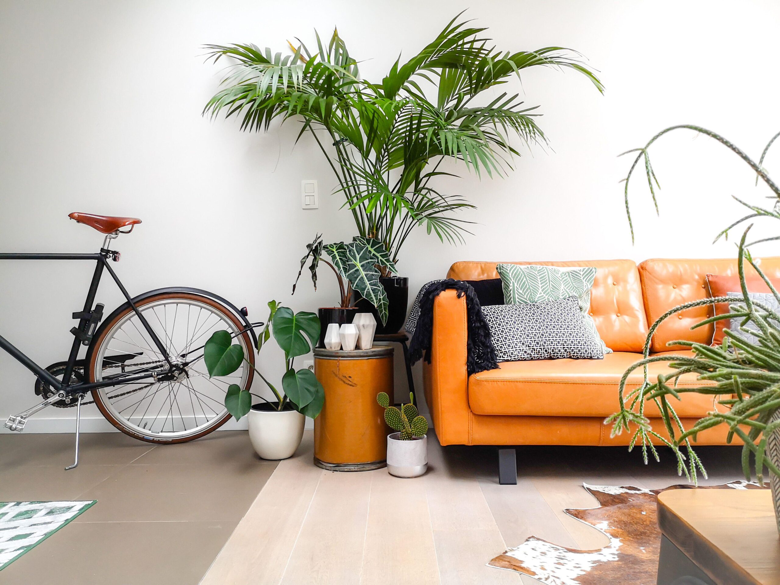 4 Great Indoor Plants for Interior Decoration